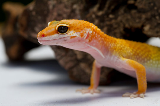 Close-up of a leopard gecko, Indonesia