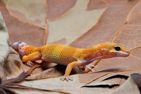 Leopard gecko on a leaf, Indonesia