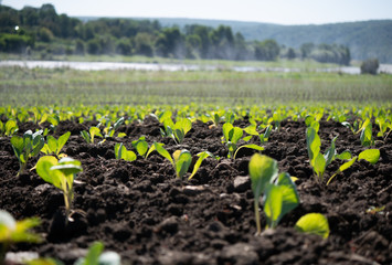Green shoots of seedlings emerge from the soil overlooking the mountains and the blue sky in the countryside