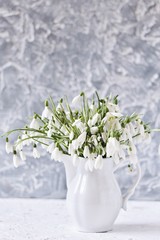 snowdrops spring background. spring flowers for a postcard. primroses