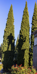 Naklejka premium Monument in Granada to flamenco singing, with the shadow of artists in the cypresses.
