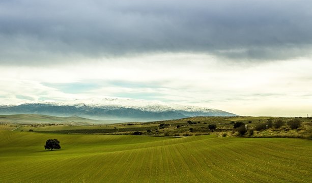 Paisaje de campo en Granada con olivos y sierra nevada al fondo.