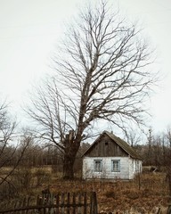 Fototapeta premium Lonely abandoned house in the village. House near the big tree.