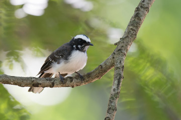 white-browed fantail on a branch