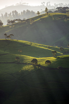 Rolling landscape, West Java, Indonesia