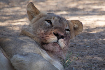 Lions of the Kalahari