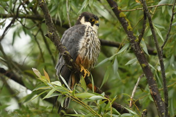 Hobby (Falco subbuteo) 
