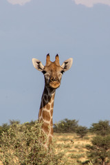 Giraffe of the Kalahari