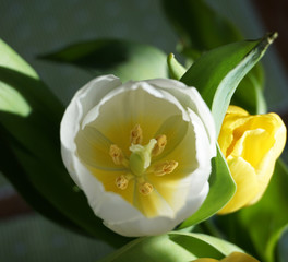weiße Tulpenblüte mit Staubgefäßen