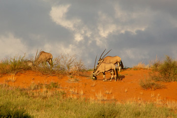 Gemsbok of the Kalahari