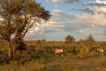 Gemsbok of the Kalahari