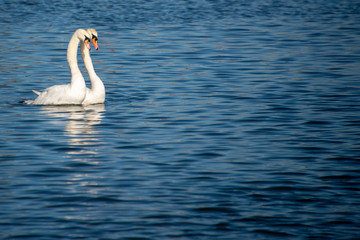 pair of beautiful white swans with elegant necks swiming together in deep blue water  with space for caption