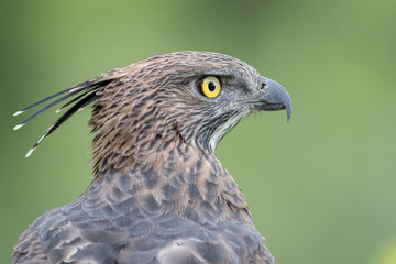 Crested Hawk-eagle portrait close up