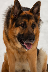 portrait of a german shepherd