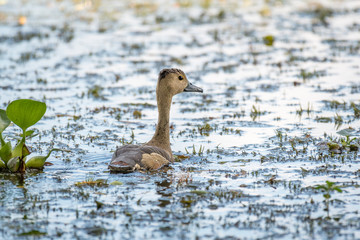 lesser whistling duch in the water from the back