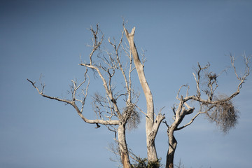 Fototapeta na wymiar branch tree abstract with blue sky