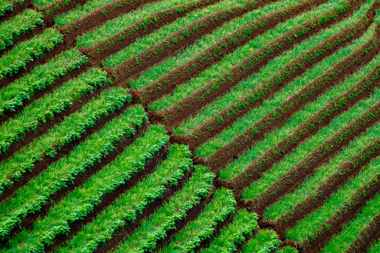 Overhead view of an onion plantation, Majalengka, West Java, Indonesia