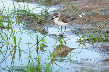 kentish plover in a little pond