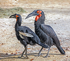 Southern ground hornbills. Latin name - Bucorvus leadbeateri	