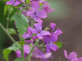 Fototapeta premium Lunaria annua - Lunaire annuelle ou Monnaie-du-pape aux fleurs à quatre pétales de couleur violet pâle et aux feuilles ovales, dentées vert clair
