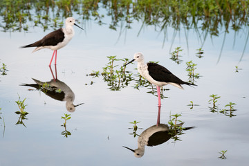 two black-winged stilt standing in the water with perfect reflection