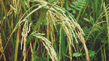 rice in the field