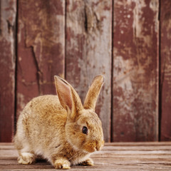 Obraz premium rabbit on old wooden background
