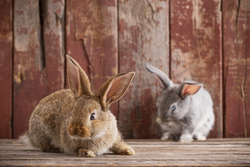 rabbit on old wooden background