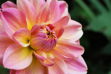 Obraz na płótnie Canvas Pink and Yellow Flower