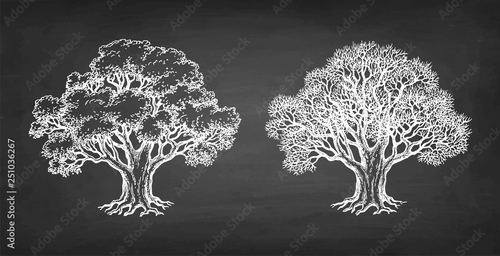 Canvas Prints chalk sketch of two oaks.