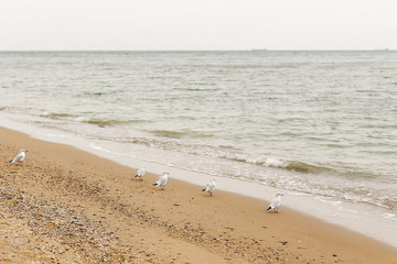 Fototapeta na wymiar Seagulls walking on sandy beach near sea waves. Wild birds on shore of ocean, windy weather. Relaxing on tropical island. Let's go travel. Summer vacation