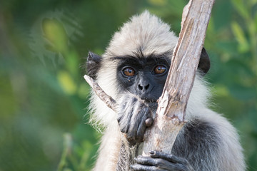 grey langur portrait sitting on a branch