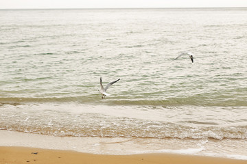 Seagulls flying at sandy beach near sea waves. Wild birds on shore of ocean, windy weather. Relaxing on tropical island. Let's go travel. Summer vacation