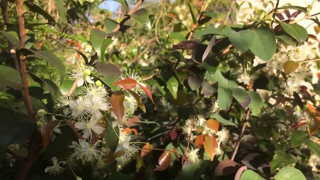 Honey bees gathering pollen from Surinam cherry blossoms, also called Florida cherry