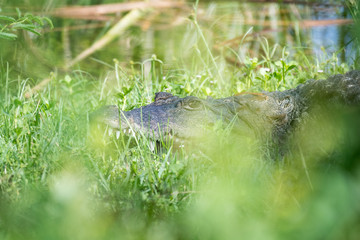 salt water crocodile with open mouth lying in the grass