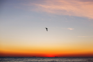 Fototapeta na wymiar Beautiful view of seagulls flying in sky at sunrise in sea. Birds in colorful sky during sun rise, atmospheric moment. Sunset, dusk or dawn horizon in ocean. Summer vacation on tropical island