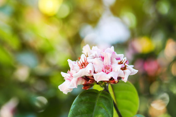 White and pink Climbing oleander or Cream fruit flowers