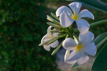 frangipani flower in garden	