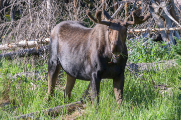 Shiras Moose in Colorado. Shiras are the smallest species of Moose in North America