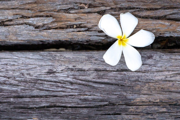 frangipani flowers on wood