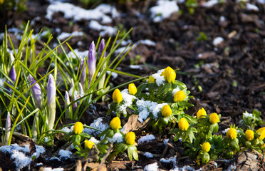 Nature concept-beautiful spring landscape with flowers under snow. Snowdrop in full bloom get out from snow. Snowdrop flower is spring symbols.  First flowers in spring.  New life. Spring  background.