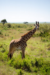 giraffe