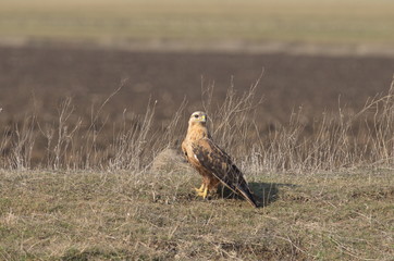 Long-legged Buzzard (Buteo rufinus)