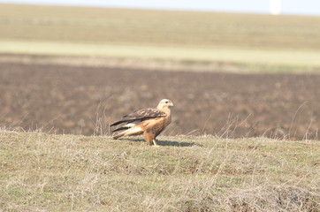 Long-legged Buzzard (Buteo rufinus)