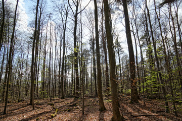 forest lightbeams autumn clouds