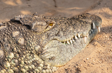 Krokodil Zähne