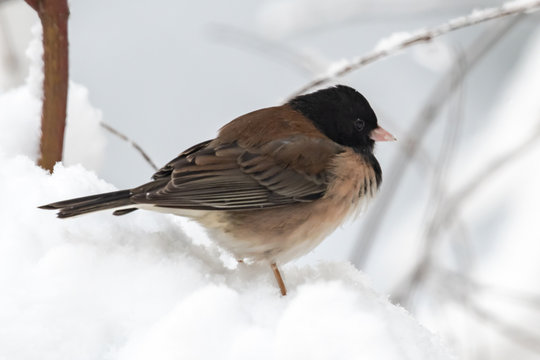 Dark-eyed junco standing in the snow, British Columbia, Canada