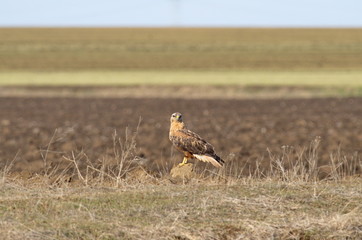 Long-legged Buzzard (Buteo rufinus)