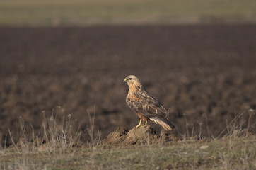 Long-legged Buzzard (Buteo rufinus) 