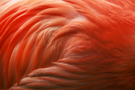 Full frame close-up of a flamingo's pink  feathers